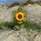 In the Breeze 2659 - 12 Inch Plaid Sunflower Wind Spinner with Leaves - Colorful Flower for your Yard and Garden